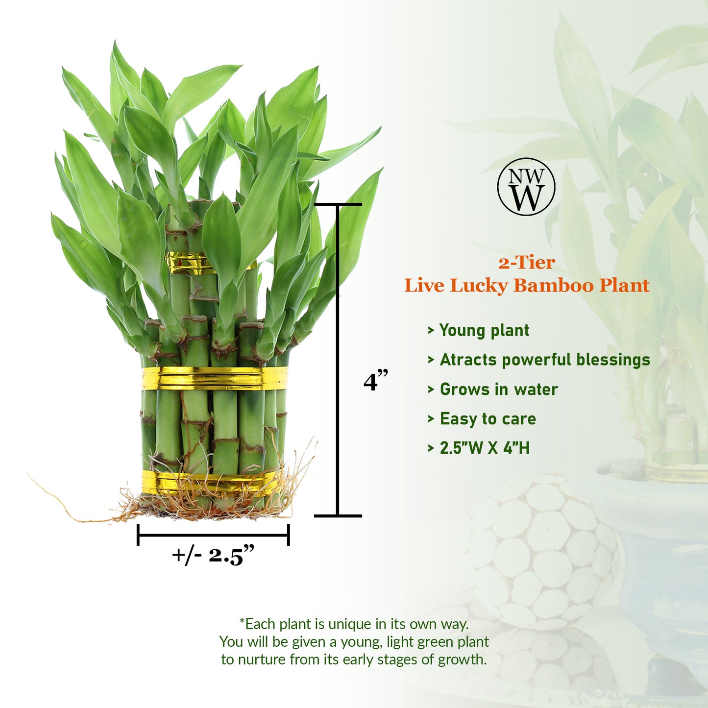 2-Tiered Tower Indoor Lucky Bamboo Plant