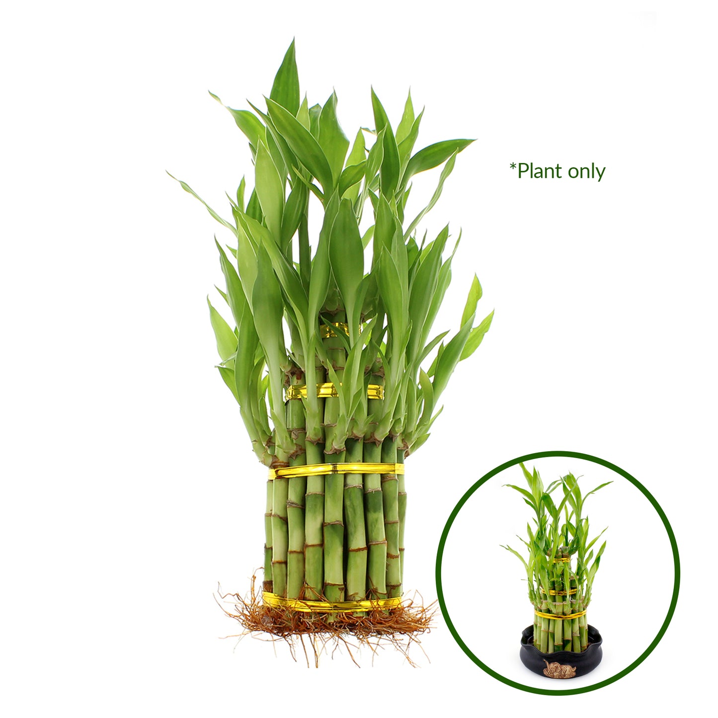 3-Tiered Tower Lucky Bamboo Arrangement