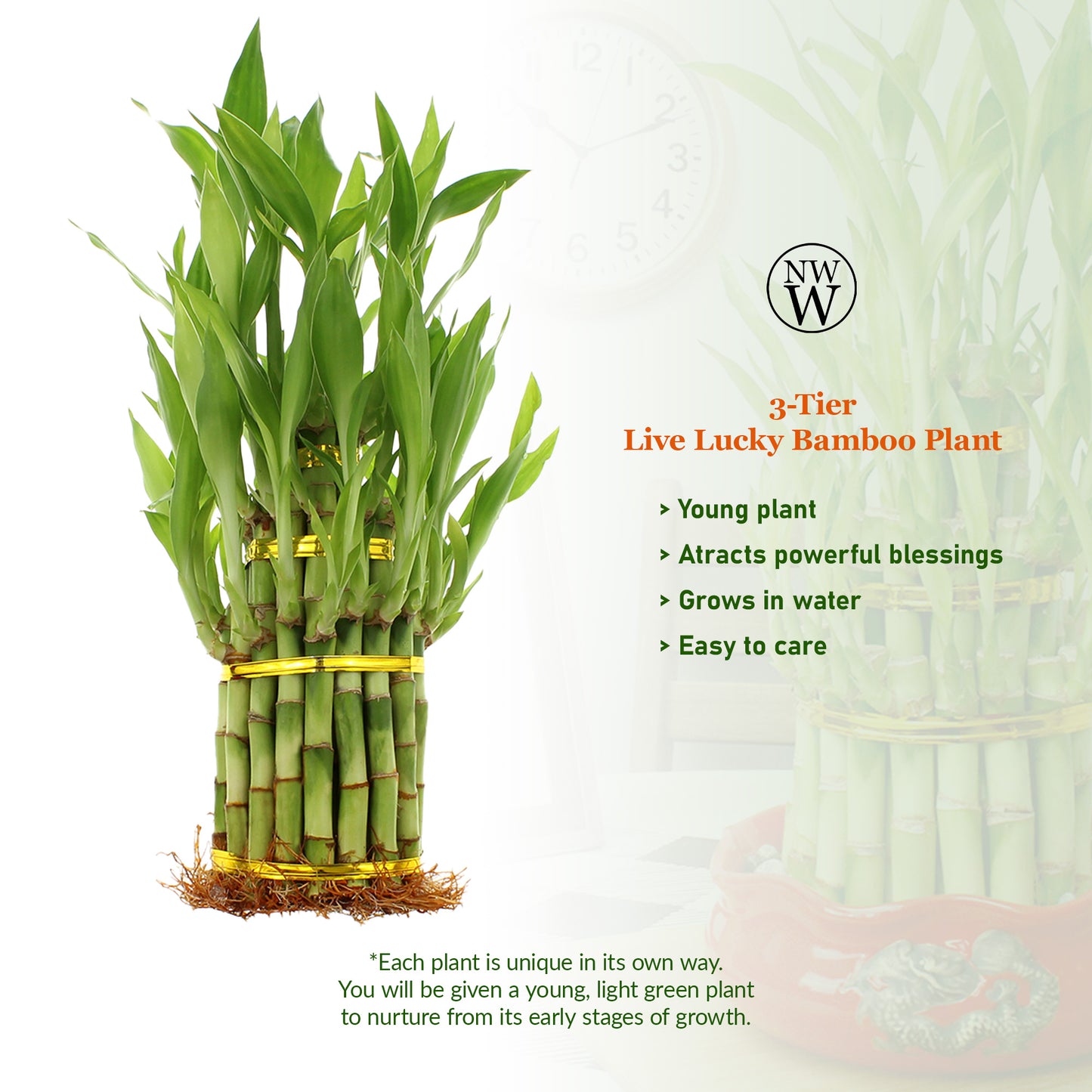 3-Tiered Tower Lucky Bamboo Arrangement