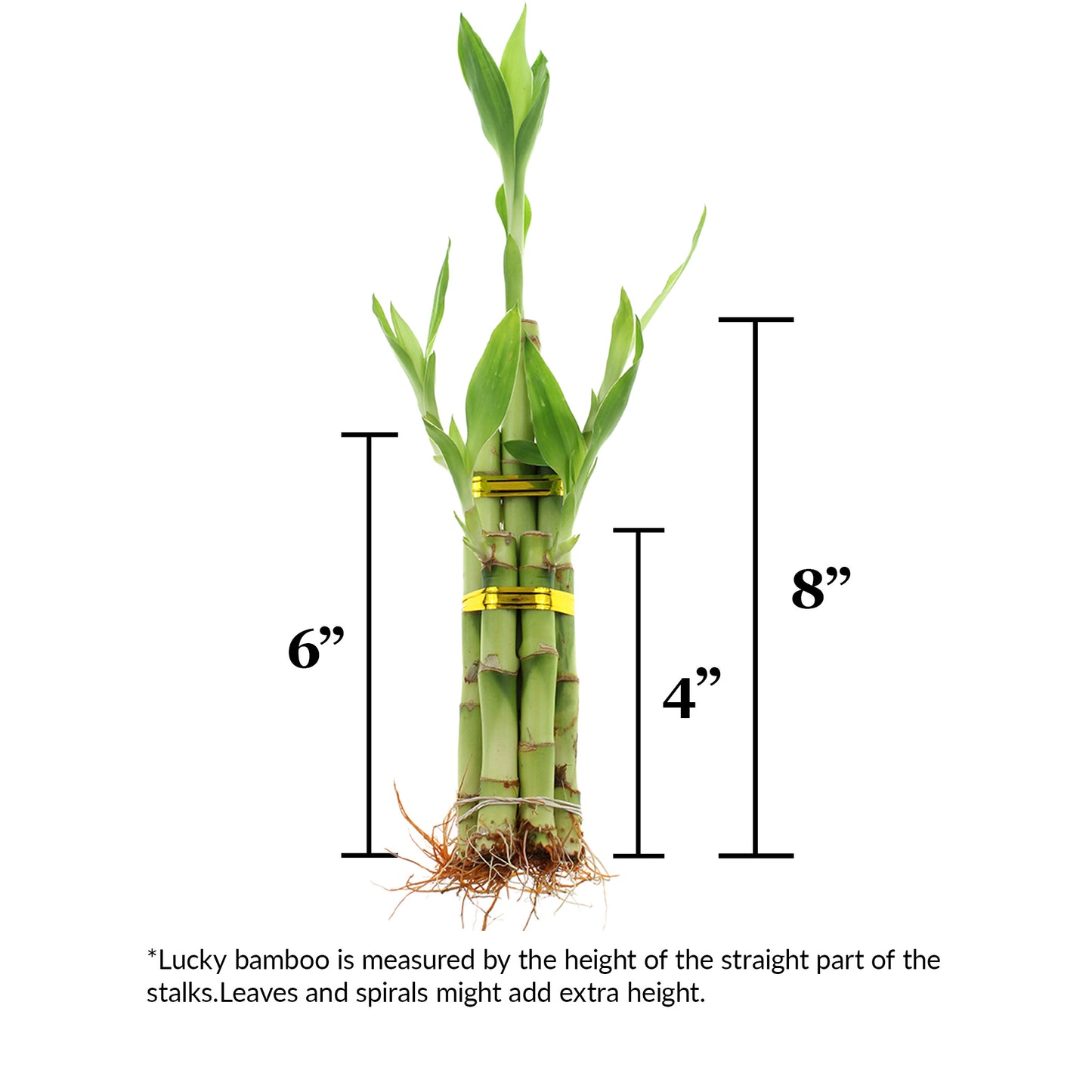 5-Stalk Straight Live Lucky Bamboo Arrangements