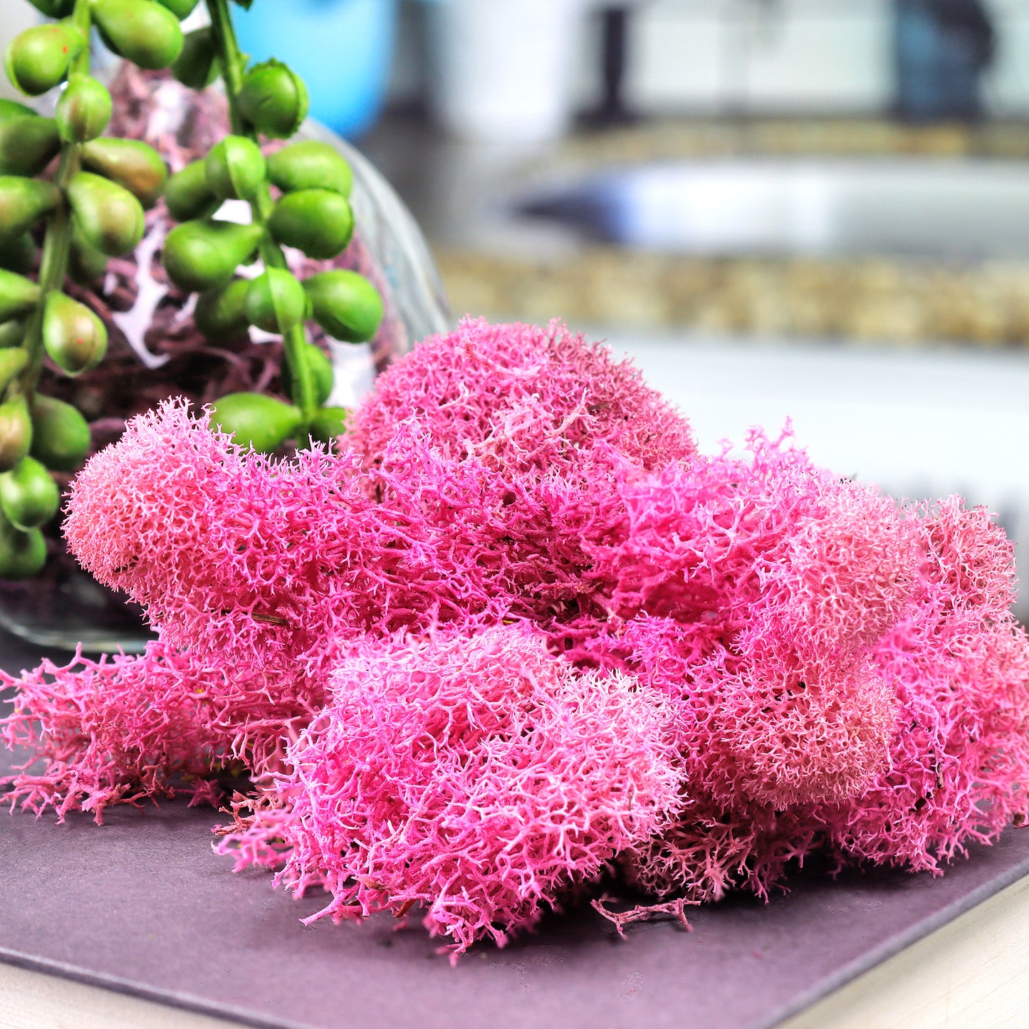 Fuchsia Preserved Reindeer Moss