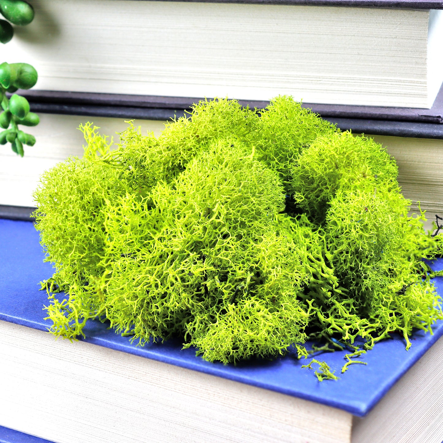 Chartreuse Preserved Reindeer Moss