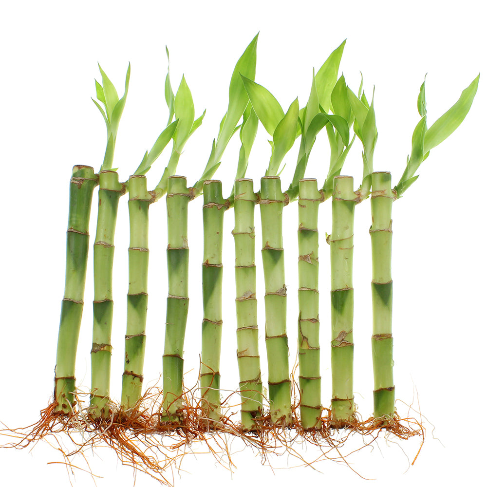 6" Indoor Lucky Bamboo Plant Straight Stalks | Bundles of 10 & 100