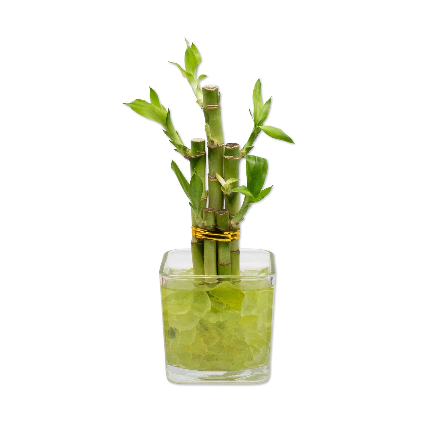 Lucky Bamboo Five Stalk Arrangement in Square Glass Vase