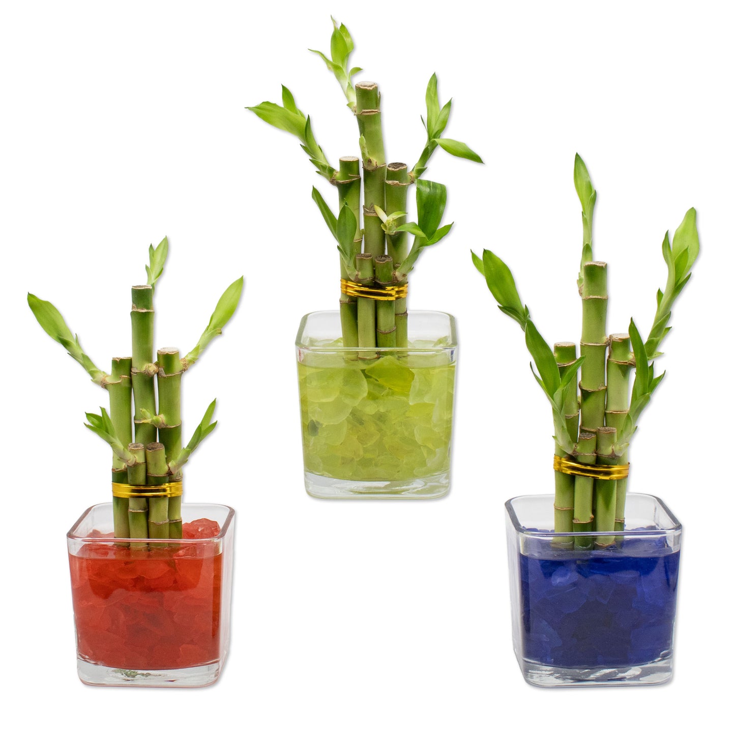 Lucky Bamboo Five Stalk Arrangement in Square Glass Vase