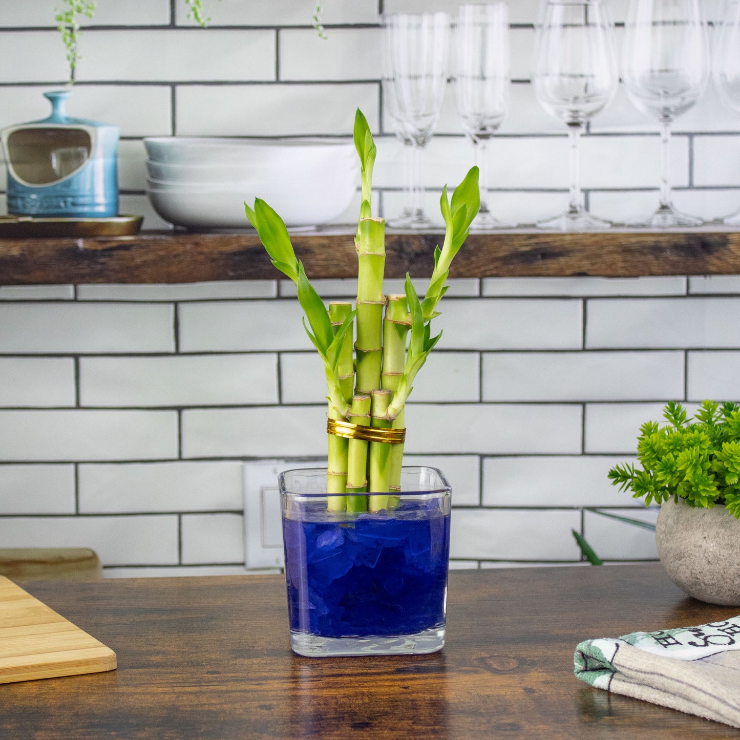 Lucky Bamboo Five Stalk Arrangement in Square Glass Vase