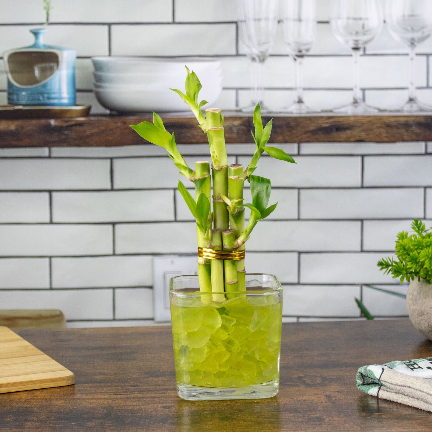 Lucky Bamboo Five Stalk Arrangement in Square Glass Vase