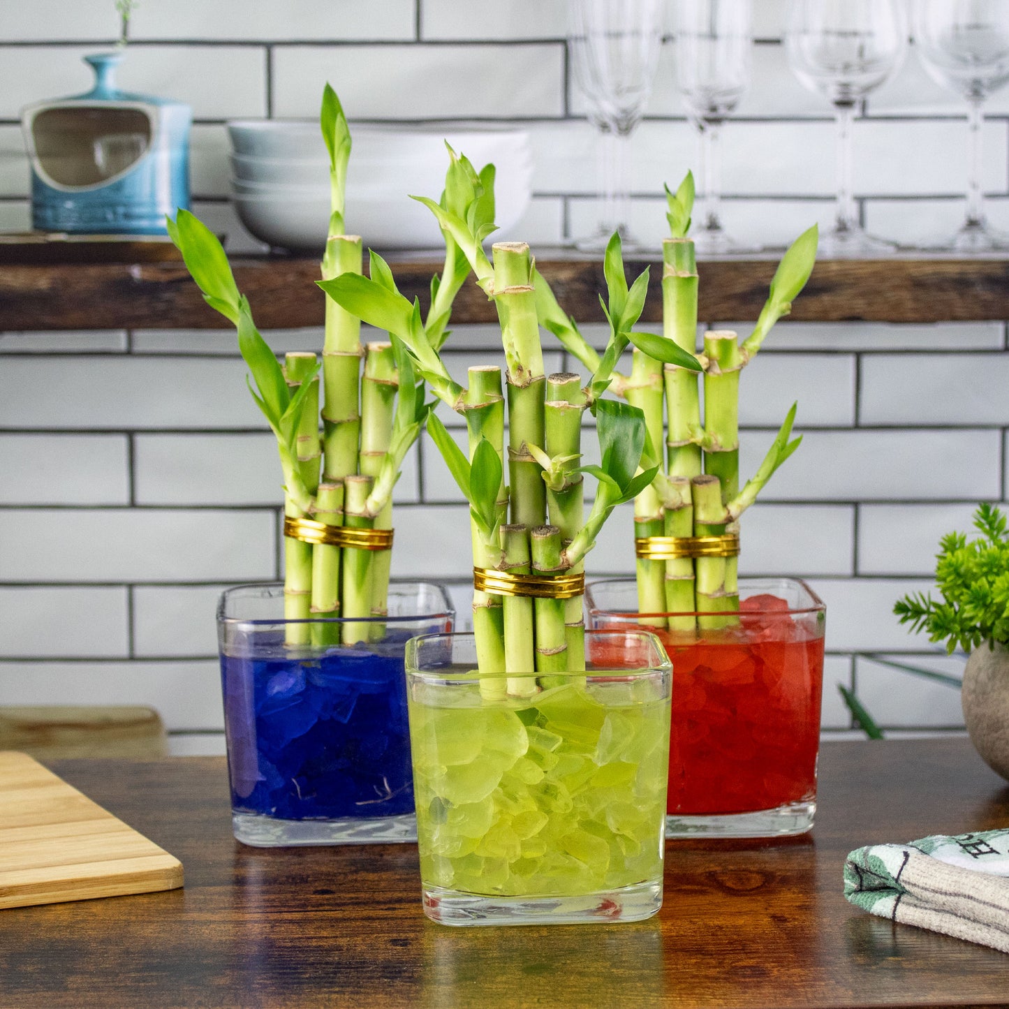 Lucky Bamboo Five Stalk Arrangement in Square Glass Vase