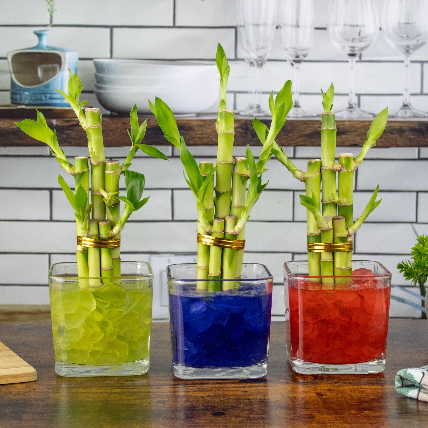 Lucky Bamboo Five Stalk Arrangement in Square Glass Vase