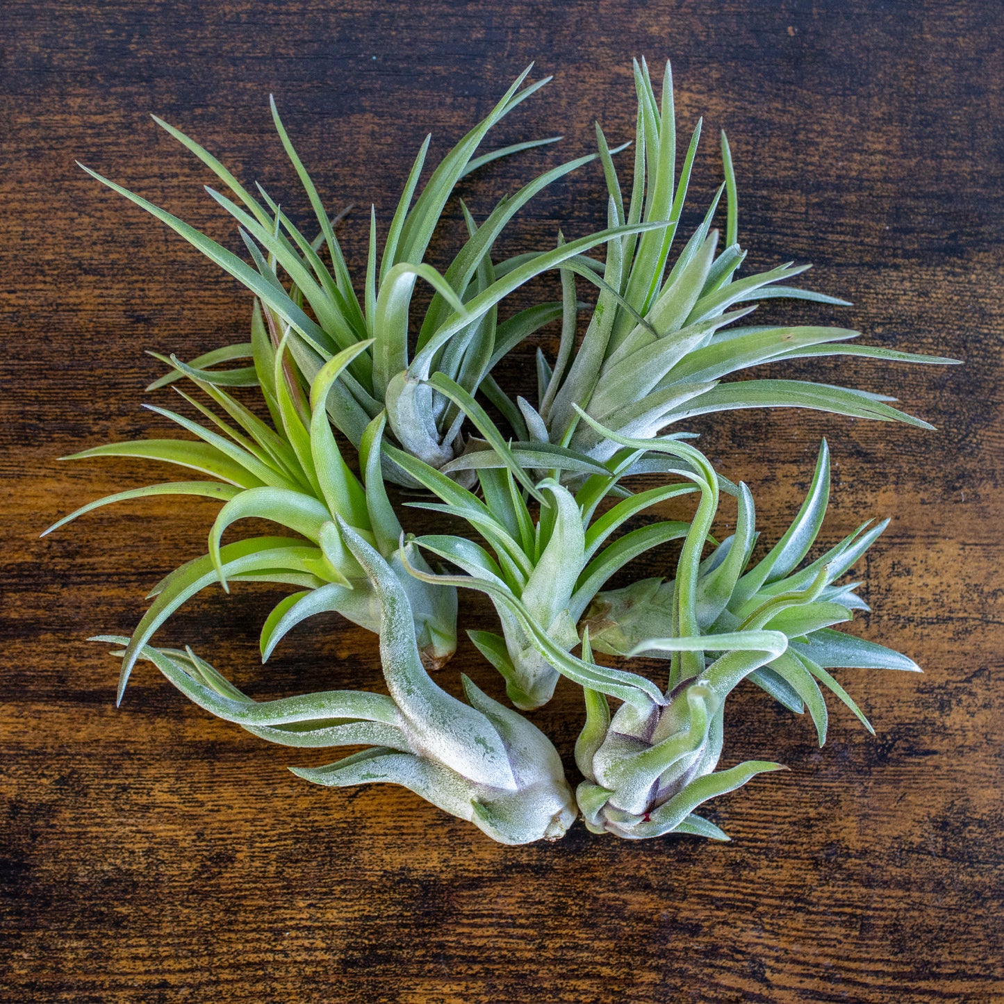 Bundle of Small Assorted Tillandsia Air Plants (1-2")