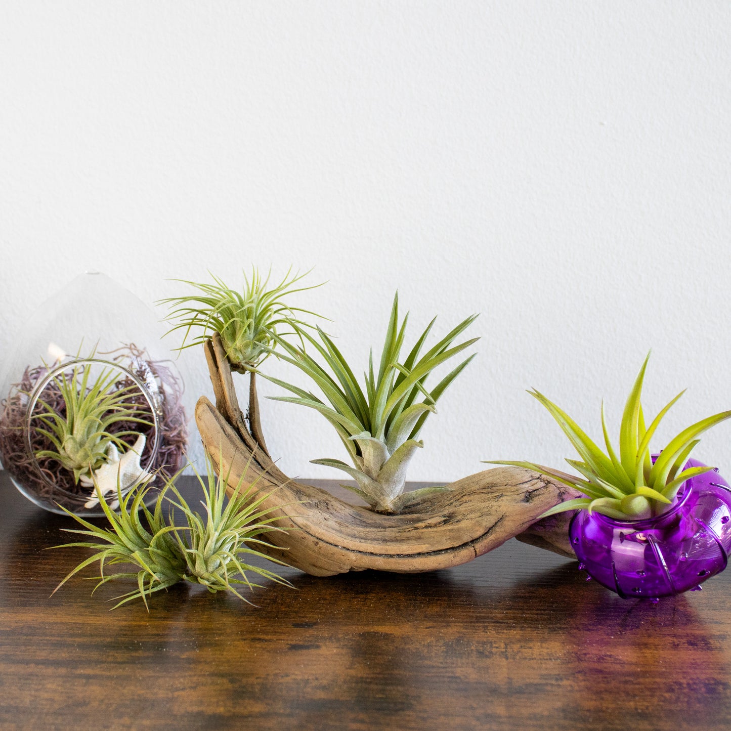 Bundle of Small Assorted Tillandsia Air Plants (1-2")