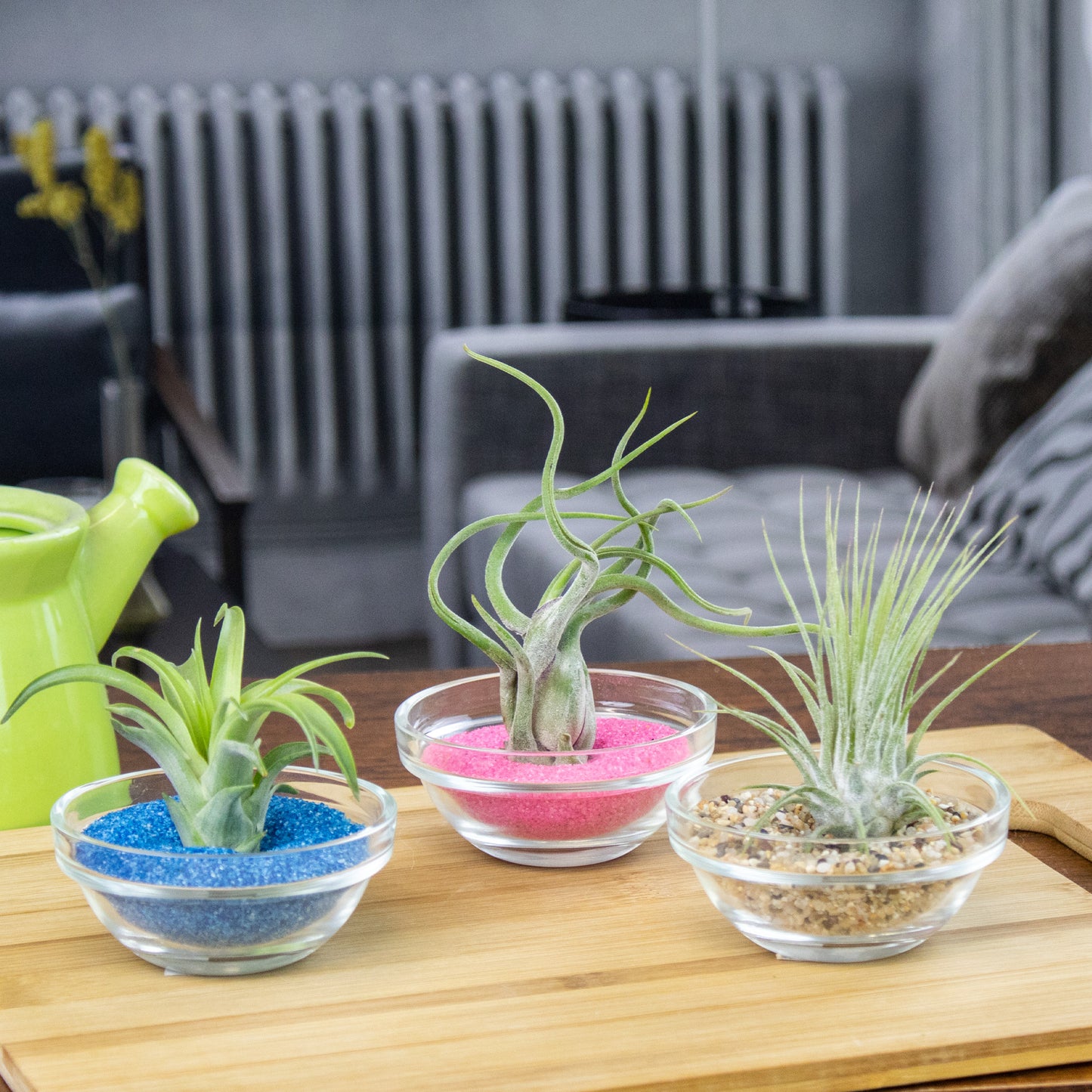 Mini Air Plant Display with Colorful Sand | Desktop Air Plant Display