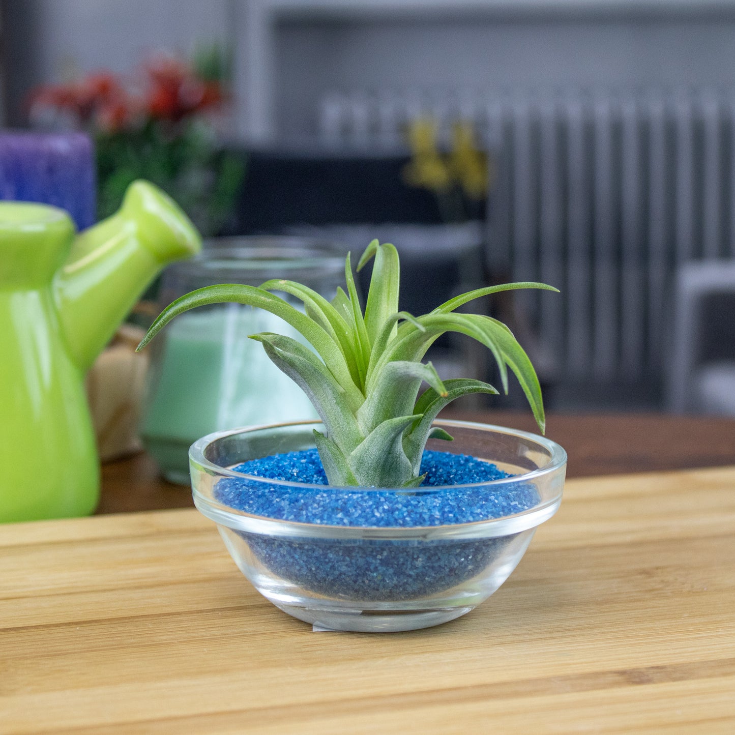 Mini Air Plant Display with Colorful Sand | Desktop Air Plant Display