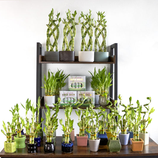 Tree and Mountain Lucky Bamboo Package