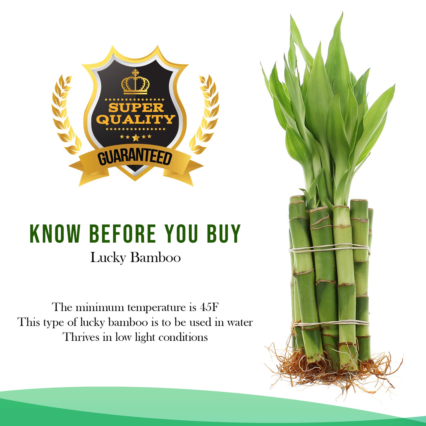 6" Indoor Lucky Bamboo Plant Straight Stalks | Bundles of 10 & 100