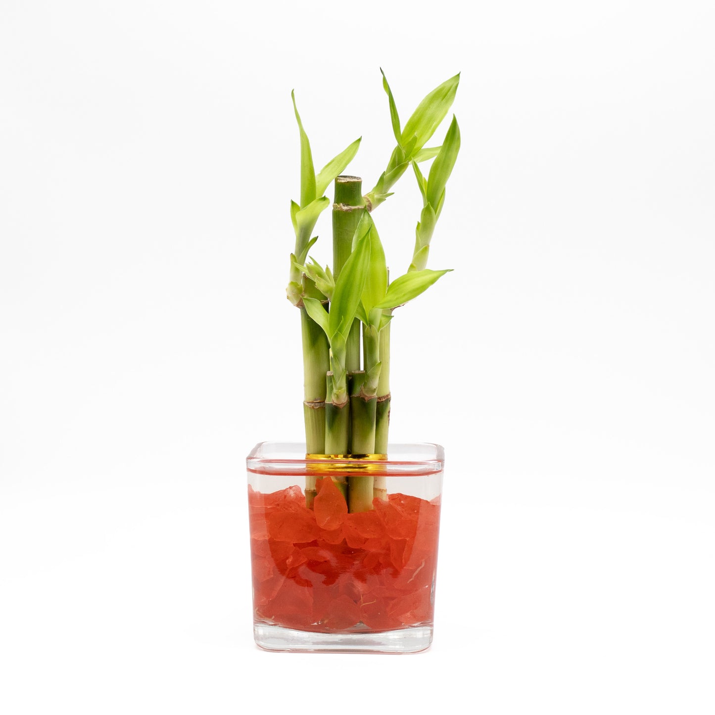 Lucky Bamboo Five Stalk Arrangement in Square Glass Vase