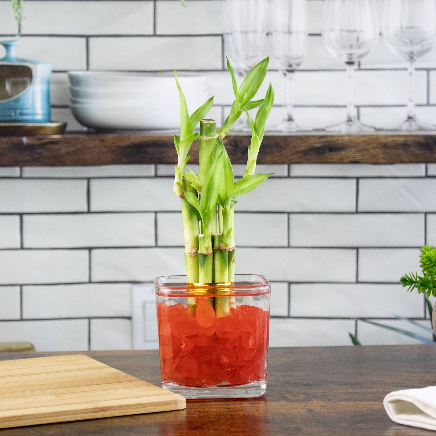 Lucky Bamboo Five Stalk Arrangement in Square Glass Vase