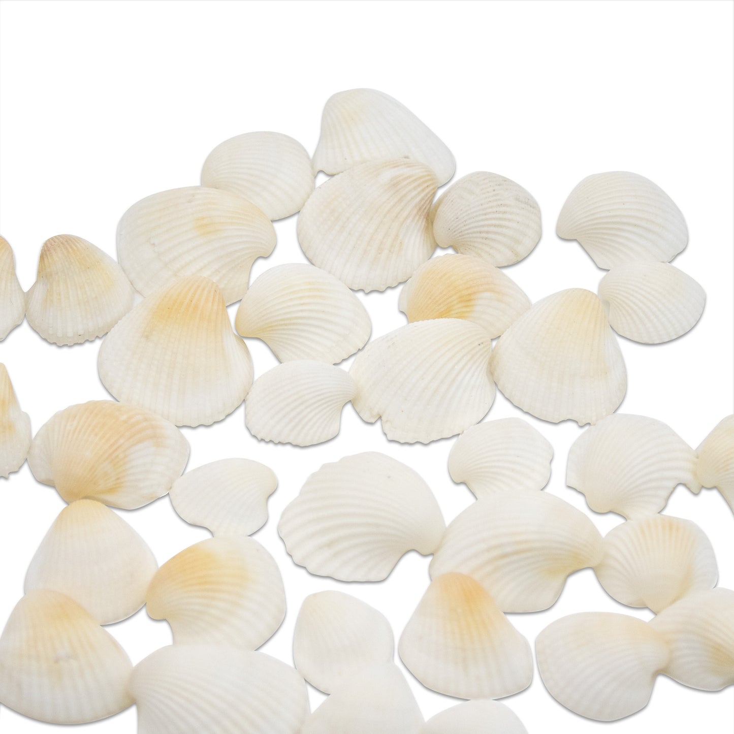 Bright White Clam Seashells 15OZ