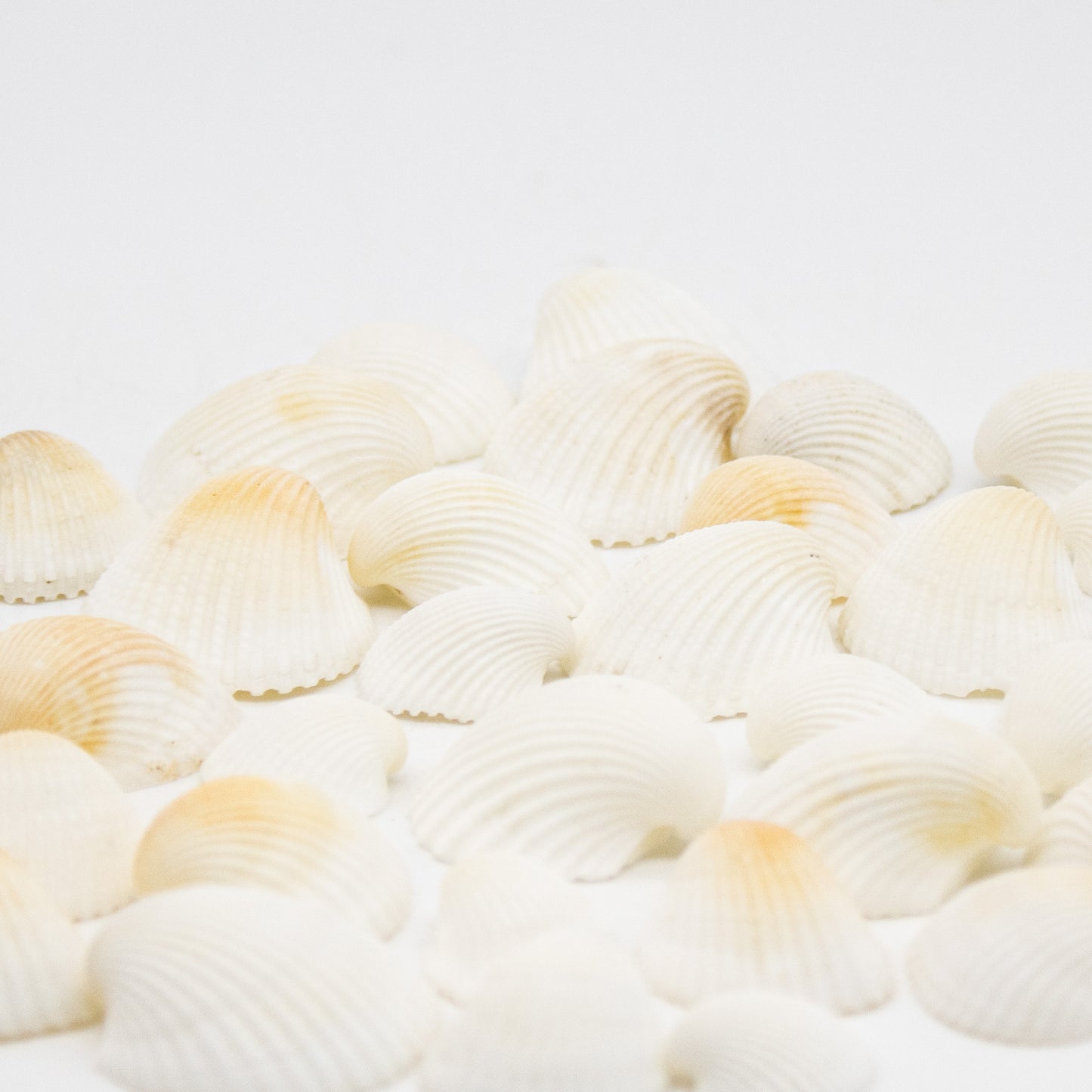 Bright White Clam Seashells 15OZ