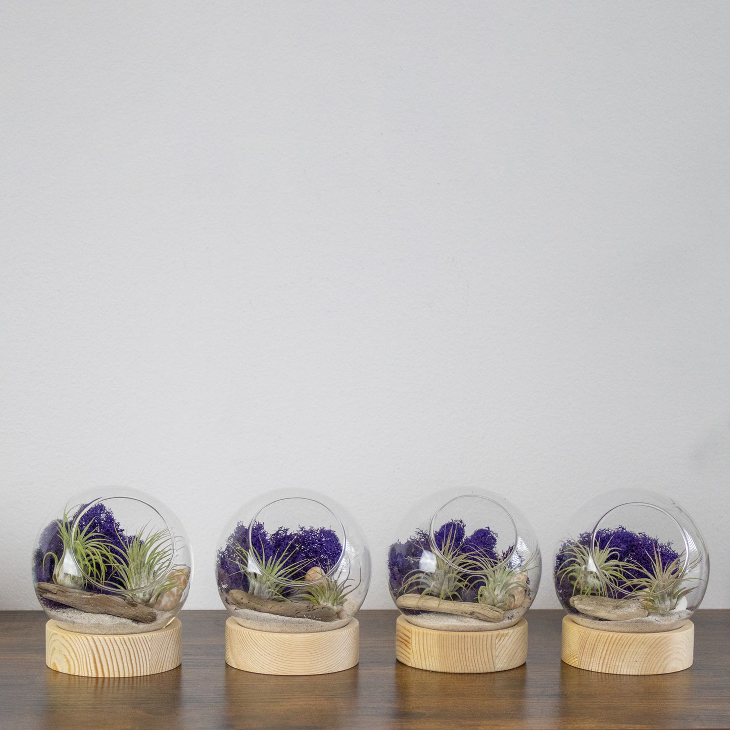 Air Plant Terrarium Retail Kit