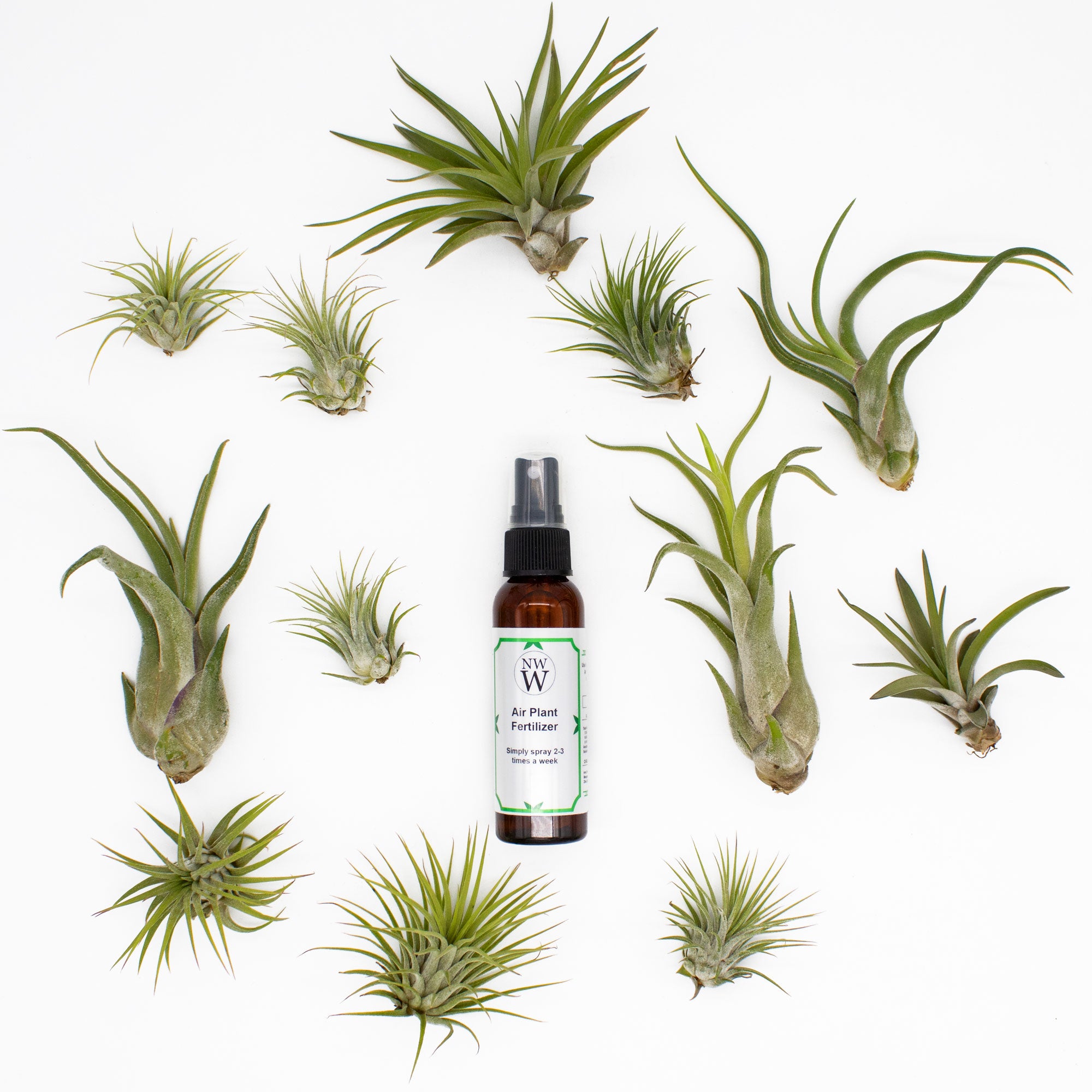 air plant services 12 Pack Assorted Tillandsia Air Plants with Air Plant Fertilizer