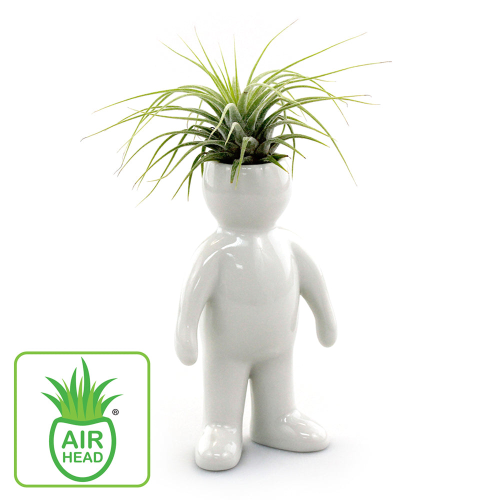 air plant man "Man" Air Head Complete Kit