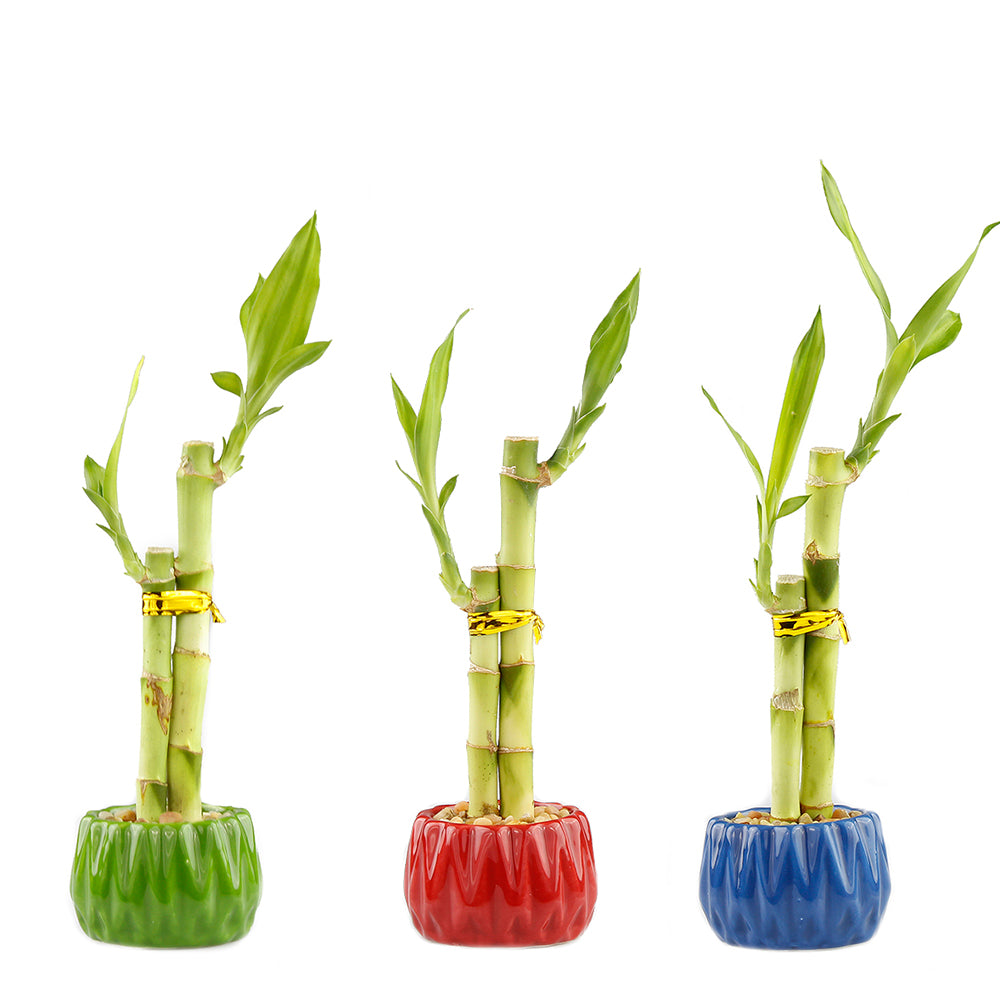 lucky bamboo 2 stalks Two Stalk Lucky Bamboo with Round Accent Pot