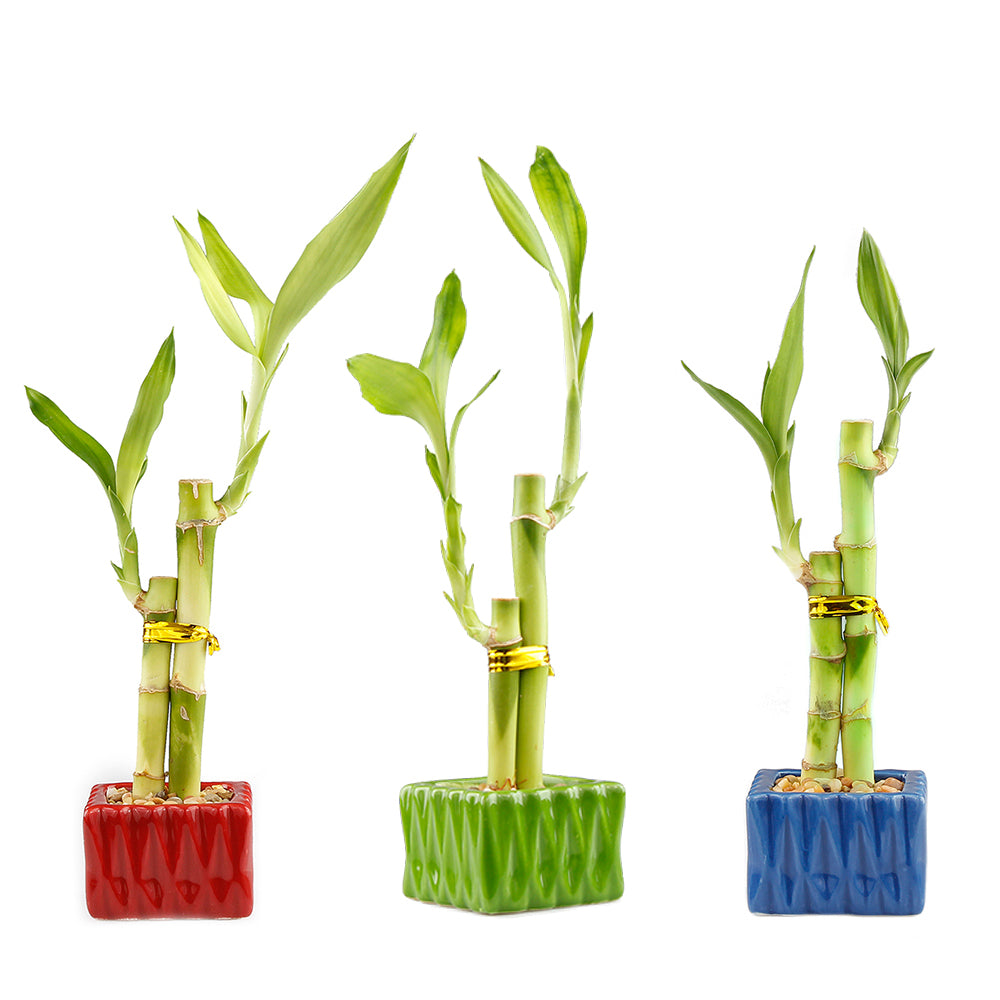 Two Stalk Lucky Bamboo with Square Accent Pot - 2 Colors to Choose From