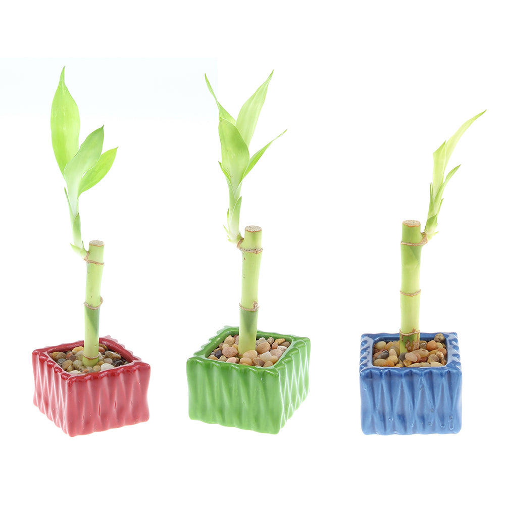 number of stalks lucky bamboo Single Stalk Lucky Bamboo Live Plant with Square Accent Pot – NW Wholesaler