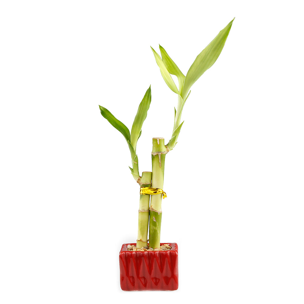 Two Stalk Lucky Bamboo with Square Accent Pot - 2 Colors to Choose From