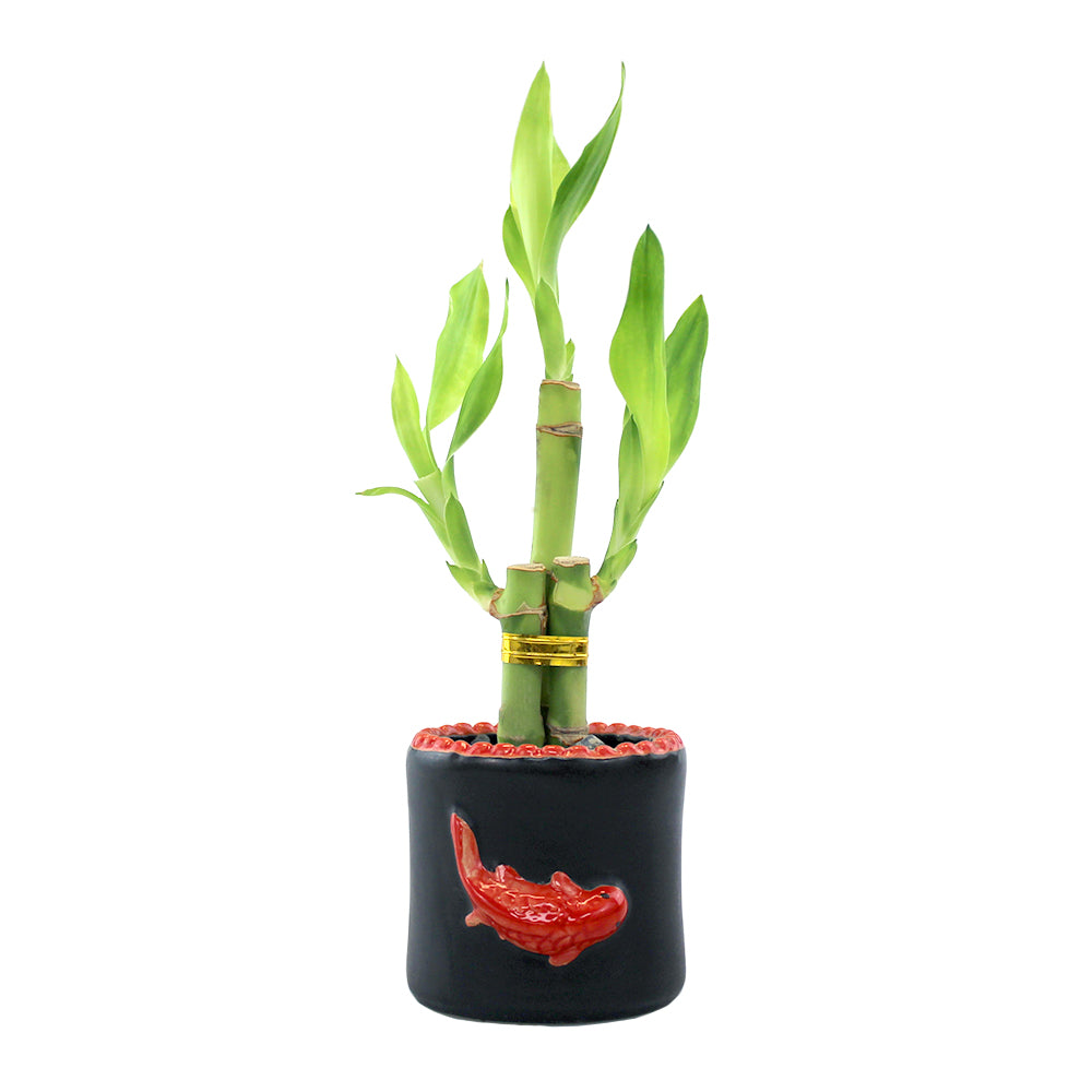 3 Stalk Lucky Bamboo Plant Arrangement