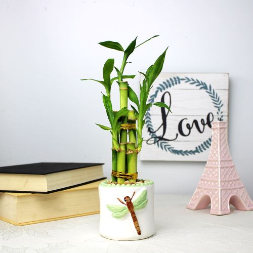 5-Stalk Straight Live Lucky Bamboo Arrangements