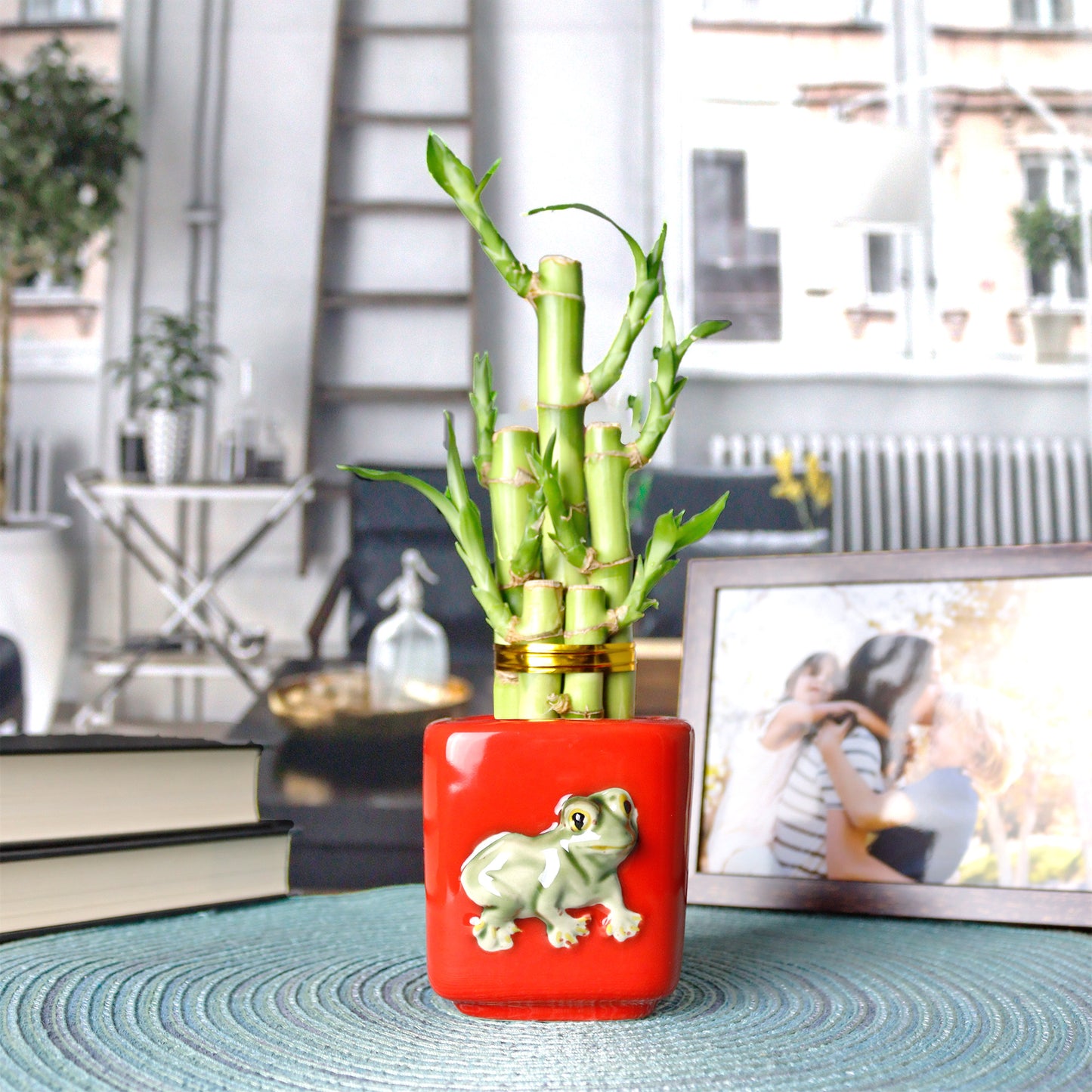 5-Stalk Straight Live Lucky Bamboo Arrangements