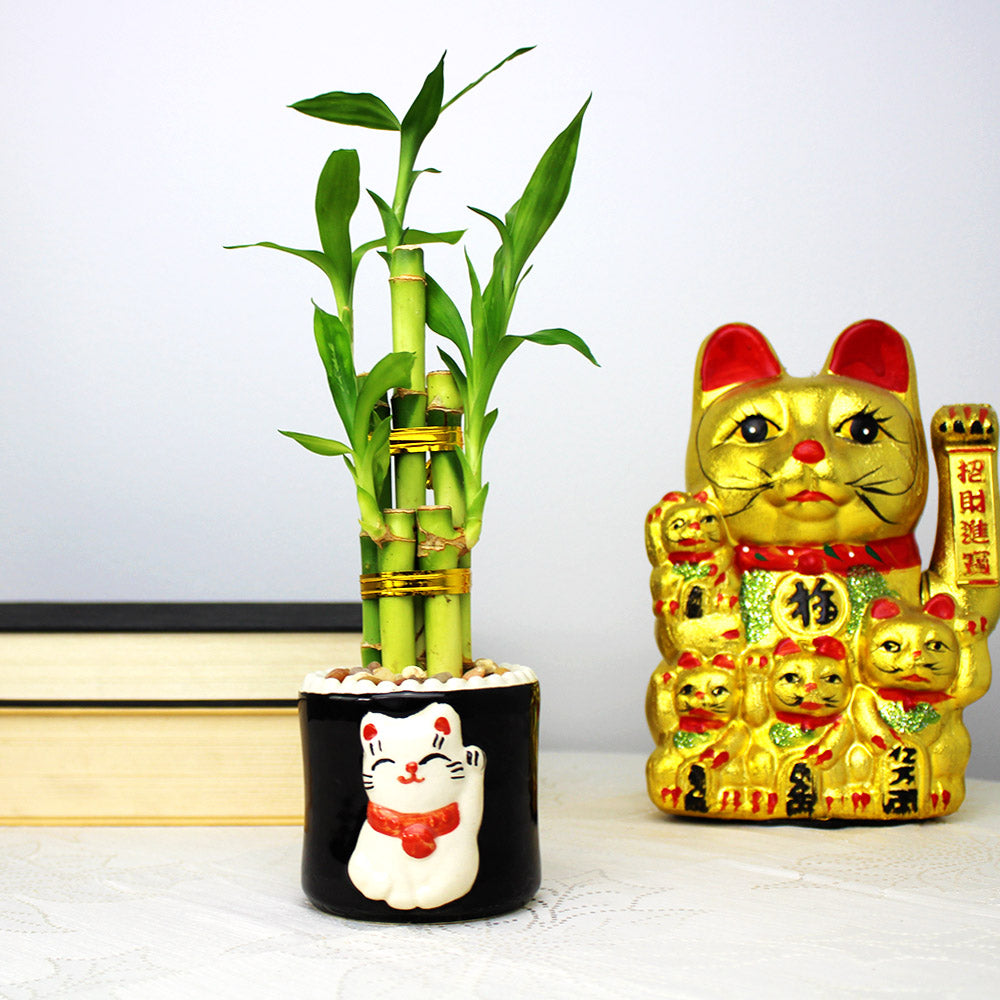 5-Stalk Straight Live Lucky Bamboo Arrangements