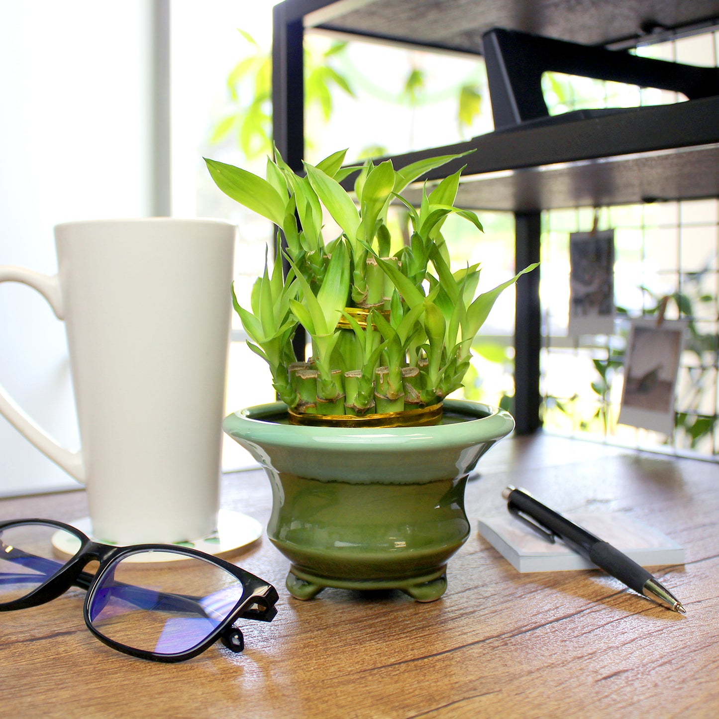 2-Tiered Tower Indoor Lucky Bamboo Plant