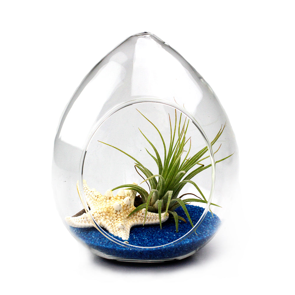 4.5" Teardrop Shaped Glass Terrarium (Case of 48)