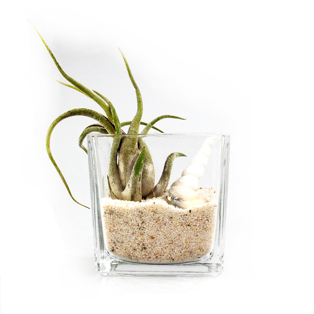 Square Clear Glass Vase