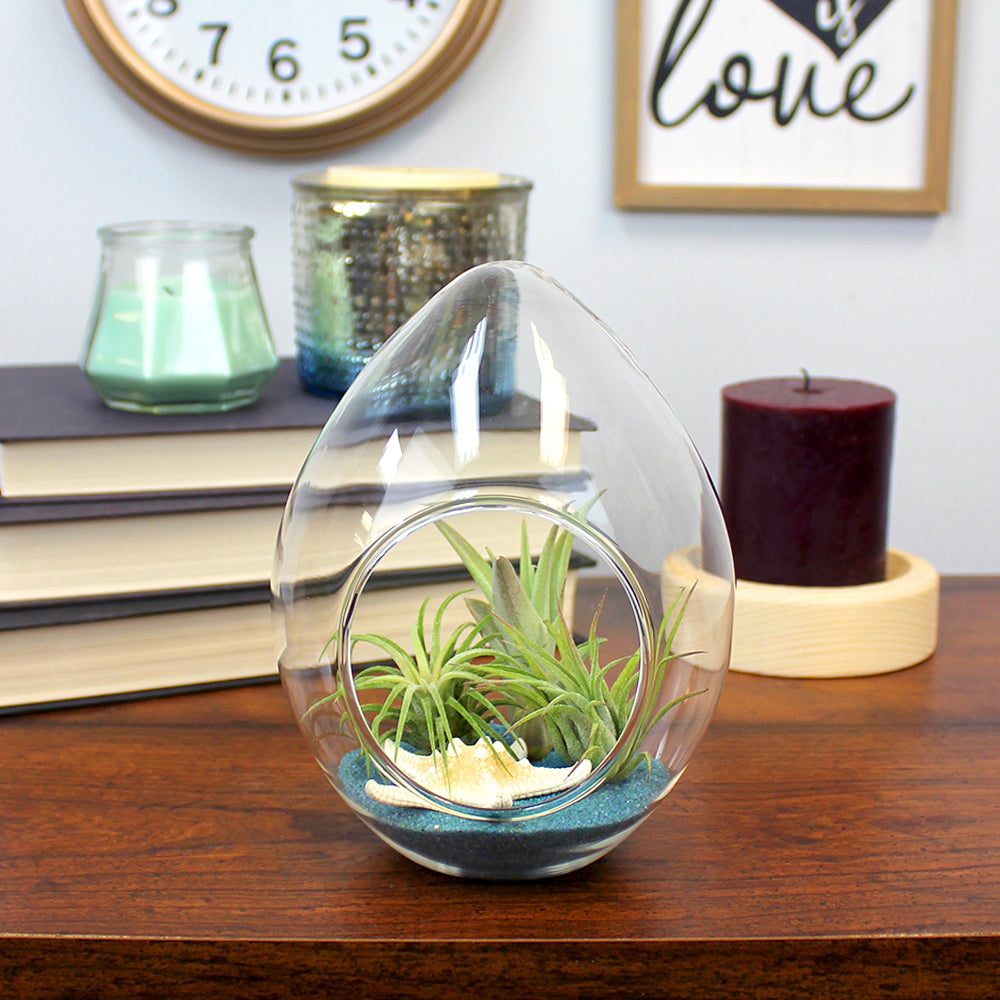 6.25 Inch Glass Teardrop Terrarium