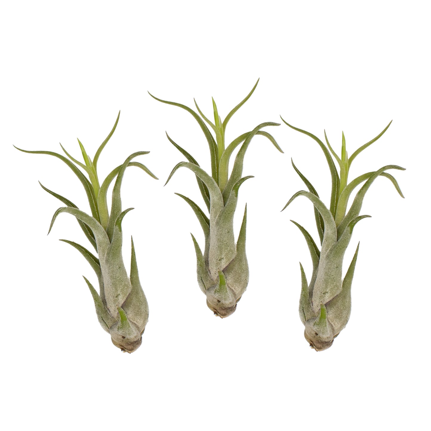 5 Pack Assorted Tillandsia Air Plants with Air Plant Fertilizer