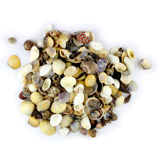 Small Indian Ocean Natural Sea Shells Mix  (1/2" - 3/4") 14OZ