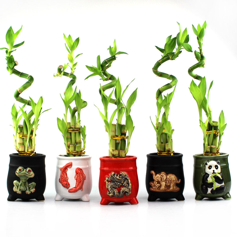 Five Stalk and Spiral Lucky Bamboo Arrangements