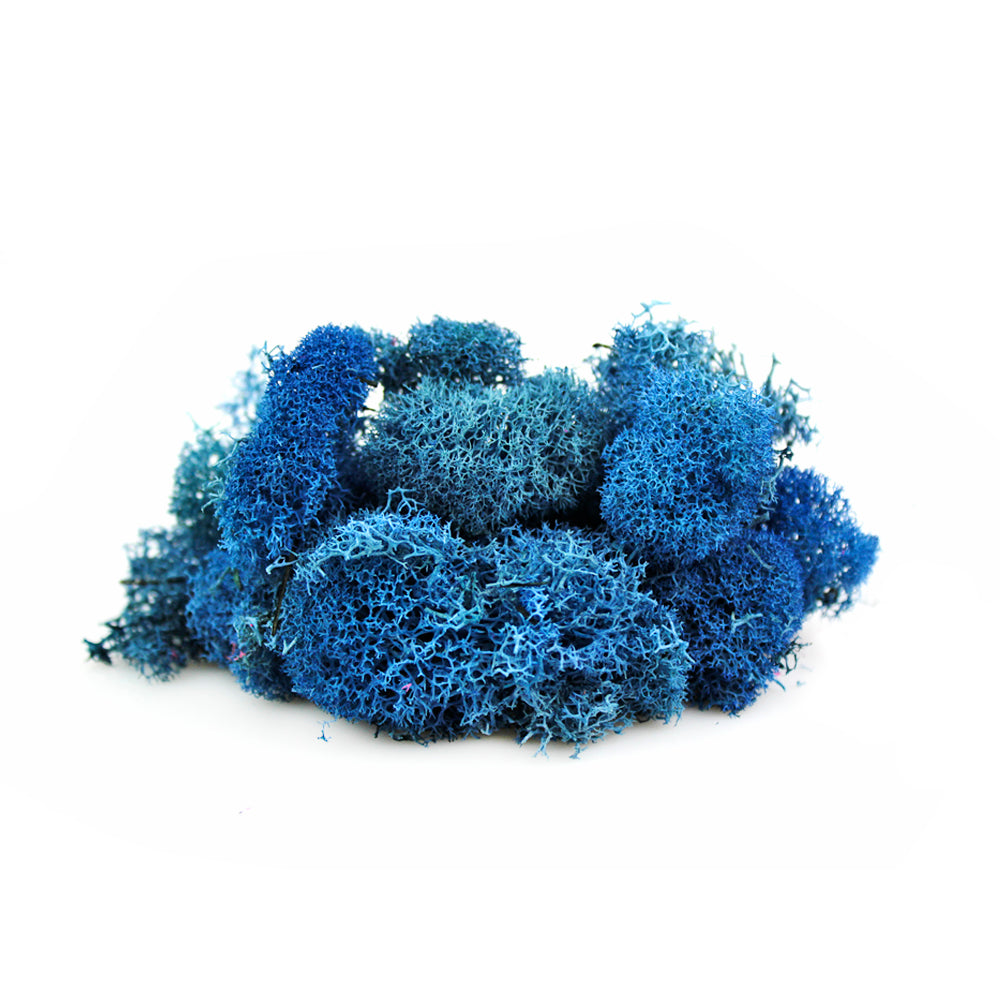 Blue Reindeer Moss