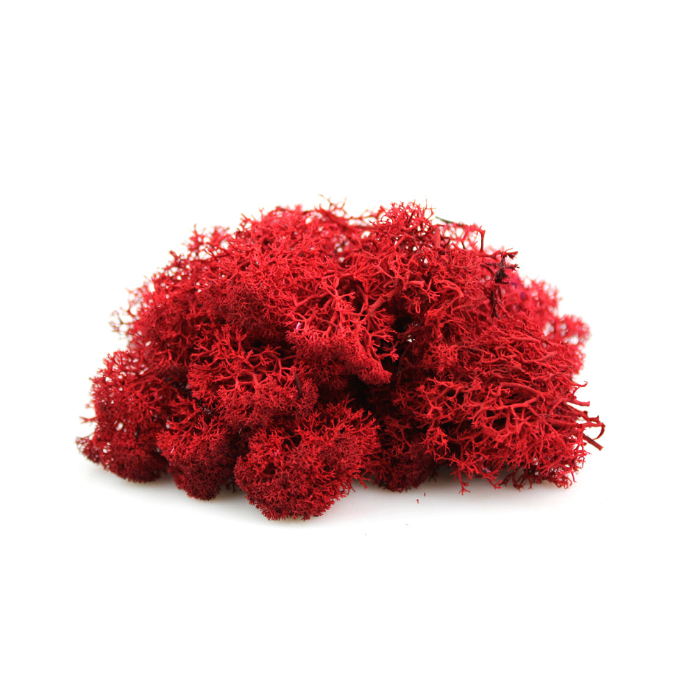 Red Reindeer Moss