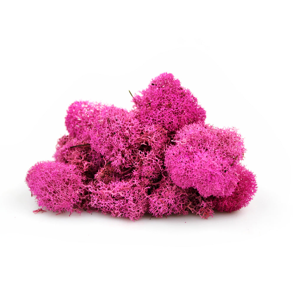 Fuchsia Preserved Reindeer Moss