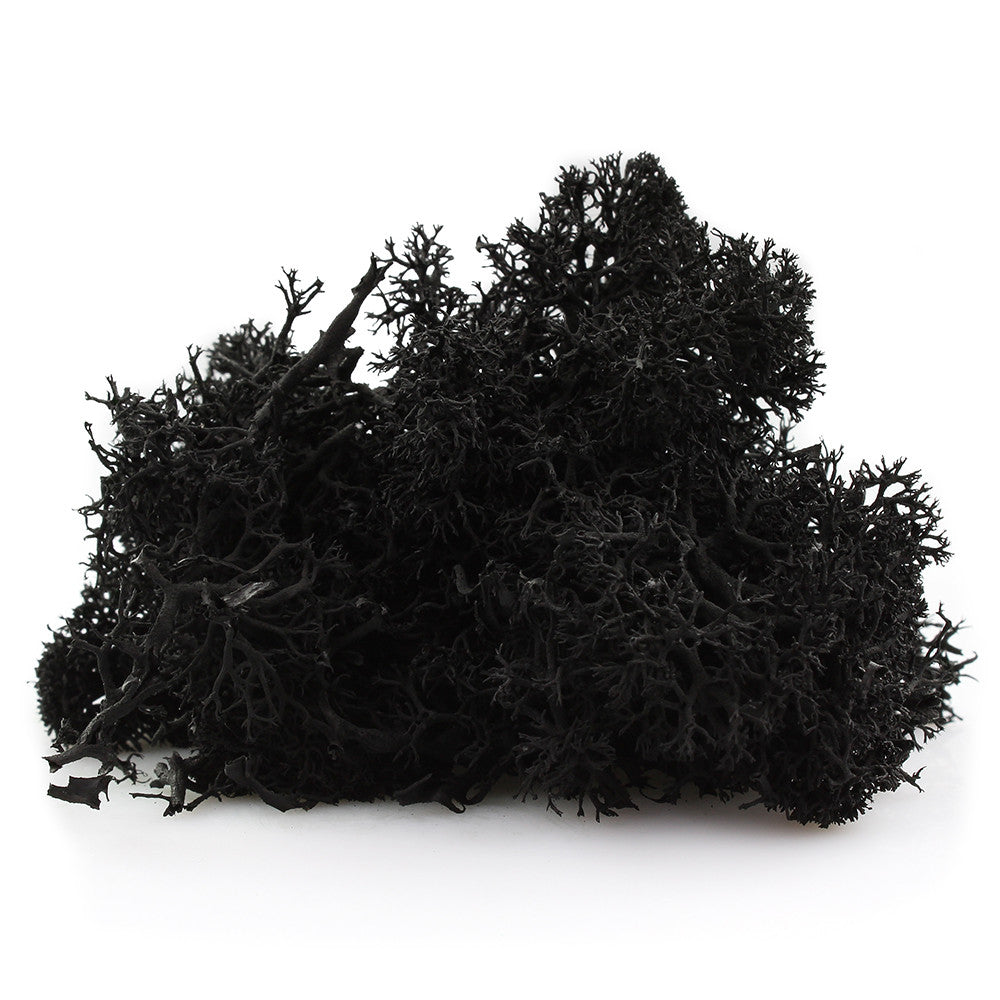 Preserved Reindeer Moss  Artificial Moss Wall for wholesales and retails