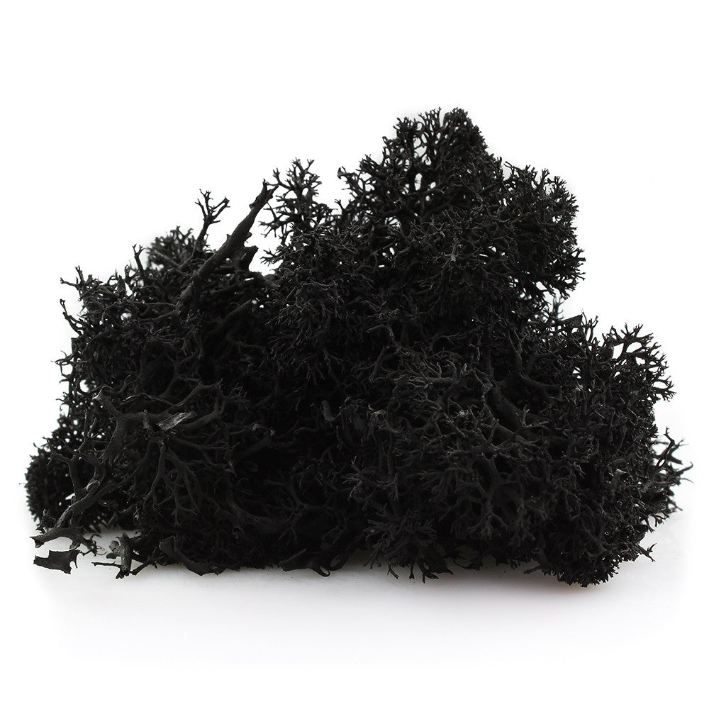 Black reindeer moss for terrariums and fairy gardens