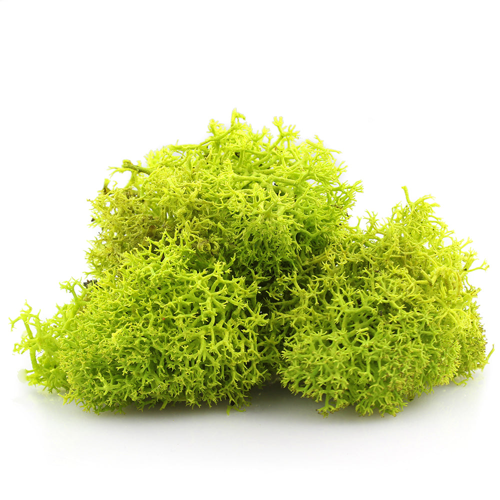 Reindeer Moss, chartreuse green