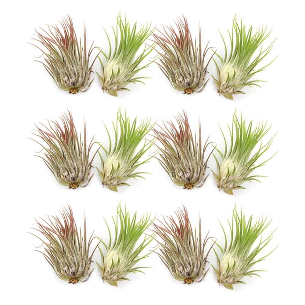 Bundle of Small Assorted Tillandsia Air Plants (1-2")
