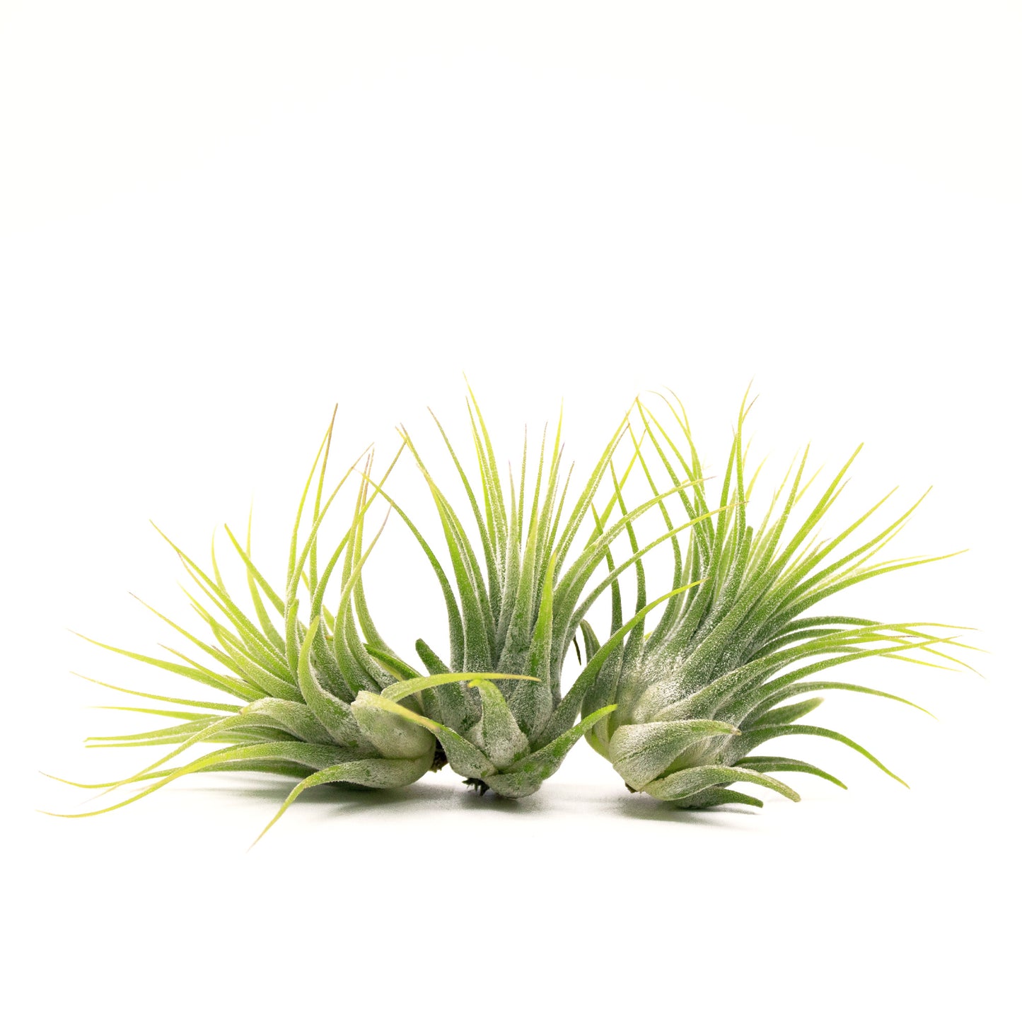 5 Pack Assorted Tillandsia Air Plants with Air Plant Fertilizer