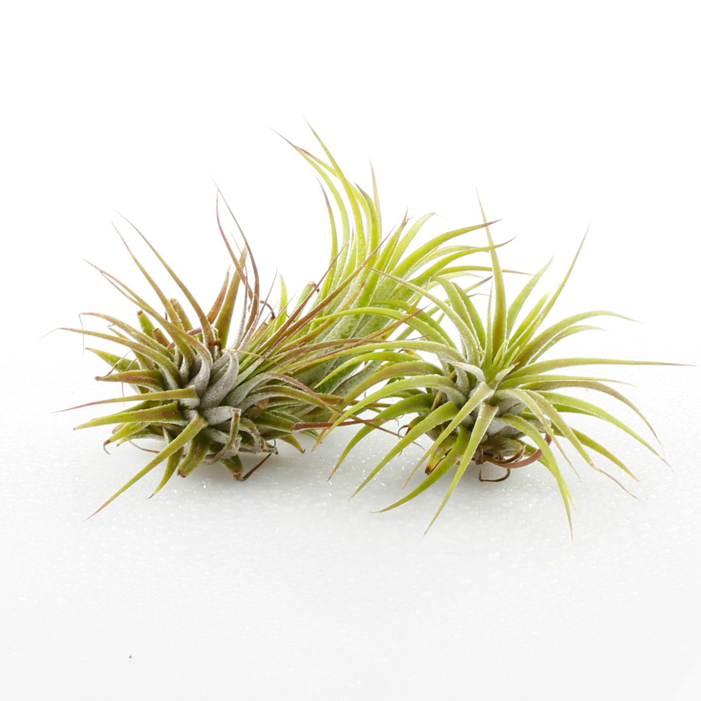 Bundle of Small Assorted Tillandsia Air Plants (1-2")